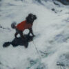 Snow storm (with poodle) - Image 3